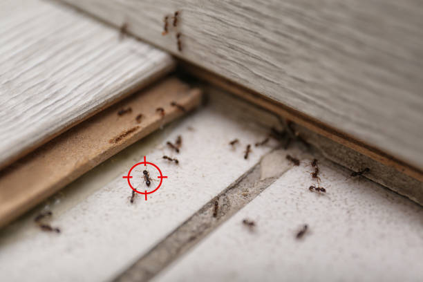 Wasp Removal Services in Forestville, OH
